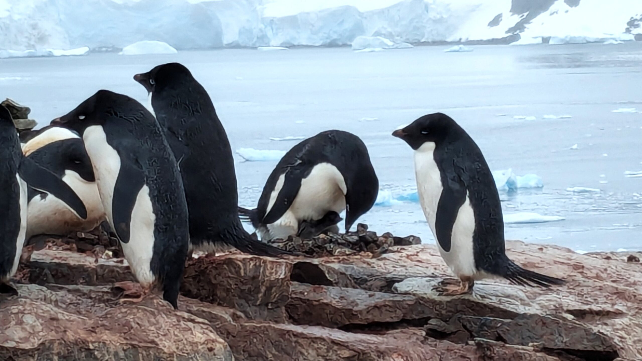 Penguin caring for baby